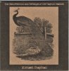 MICHAEL CHAPMAN - Resurrection And Revenge Of The Clayton Peacock (CD)
