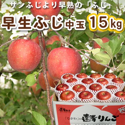 青森りんご早生ふじ中玉約15kg（48-60個入）　小沢田観光果樹園