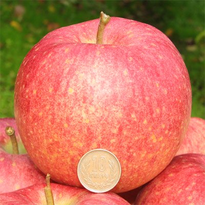 青森りんご世界一個入※月下旬から収穫出荷