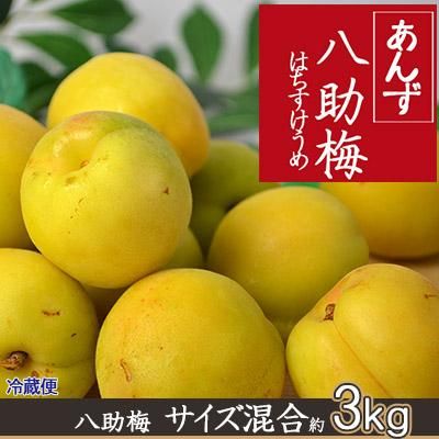 りんご通販小沢田果樹園】青梅、完熟梅、佐藤錦さくらんぼ、サン