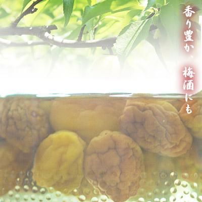 冷蔵)八助梅サイズ混合5kg※6月下旬~7月上旬から出荷予定 冷蔵)八助梅サイズ混合5kg※6月下旬~7月上旬から出荷予定