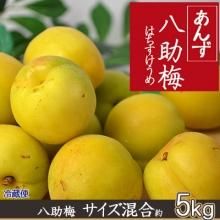 梅の助 129881 業務用タイヤ 1本 IRC 【通販モノタロウ】