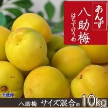 6/29 青梅　希少品種　八助梅　3〜4L秀品〜特秀品　箱込み約2キロ　① 八助梅（あんず） - 【りんご通販小沢田果樹園】青梅、完熟梅
