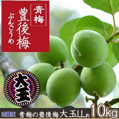 冷蔵)青梅の豊後梅大玉約10kg(LL約4cm前後)※6月末～7月初旬から