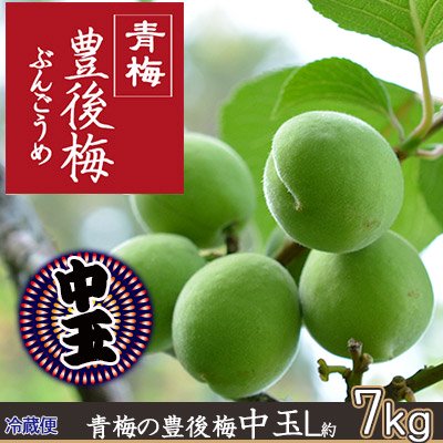 冷蔵)青梅の豊後梅中玉約7kg(L約3cm前後)※6月末～7月初旬から出荷予定 - 【りんご通販小沢田果樹園】青梅、完熟梅 、佐藤錦さくらんぼ、サンふじ旬のフルーツ宅配通販いたします。