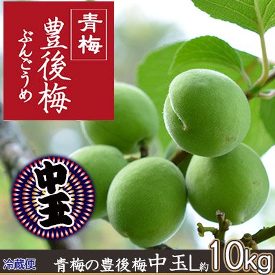 冷蔵)青梅の豊後梅中玉約10kg(L約3cm前後)※6月末～7月初旬から出荷予定 - 【りんご通販小沢田果樹園】青梅、完熟梅 、佐藤錦さくらんぼ、サンふじ旬のフルーツ宅配通販いたします。