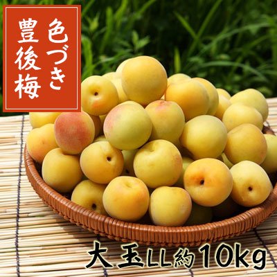 冷蔵)色づき豊後完熟梅大玉約10kg(LL約4cm前後)※7月中頃から出荷予定 - 【りんご通販小沢田果樹園】青梅、完熟梅 、佐藤錦さくらんぼ、サンふじ旬のフルーツ宅配通販いたします。