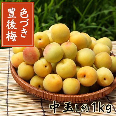 冷蔵)色づき豊後完熟梅中玉約1kg(L約3cm前後)※7月中頃から出荷予定 ...