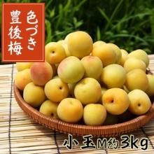 色づき完熟梅 - 【りんご通販小沢田果樹園】青梅、完熟梅、佐藤