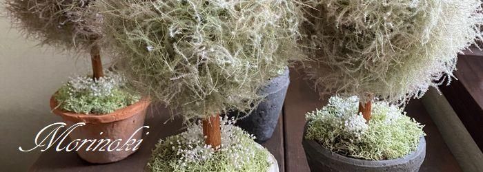 ナチュラルリース森の木 | Hamamatsu-shi Shizuoka 森の幻想的な