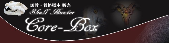 頭骨・骨格標本・剥製販売　【Core-Box】