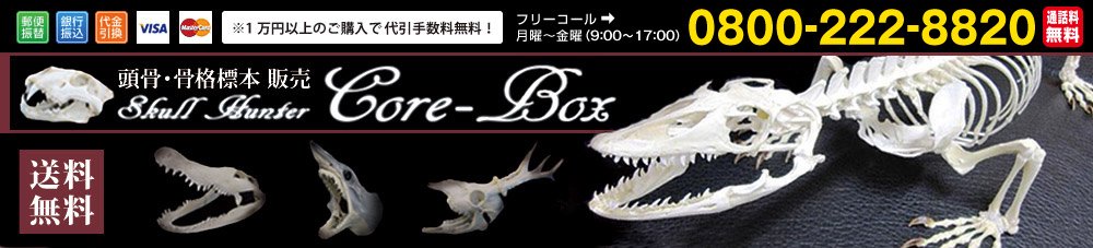 頭骨・骨格標本・剥製販売【CORE-BOX】