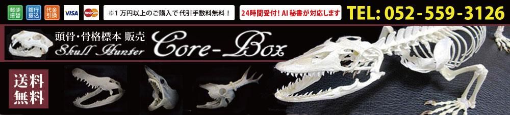 ケープキリン第1頚椎 骨格標本 頭骨 剥製 ケープキリン第1頚椎 骨格標本 頭骨 剥製 ケープキリン第1頚椎