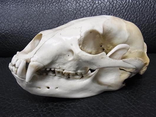月の輪熊の頭蓋骨 ツキノワグマ頭蓋骨 -