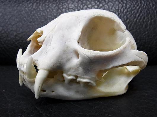 即納☆特大サイズ！ ボブキャットの頭骨 - 頭骨・骨格標本・剥製販売