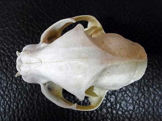 即納☆特大サイズ！ ボブキャットの頭骨 - 頭骨・骨格標本・剥製販売