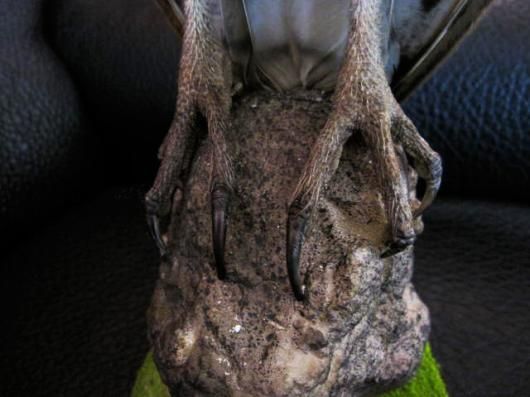 【最終値下げ】フクロウの剥製 値下げ フクロウの剥製
