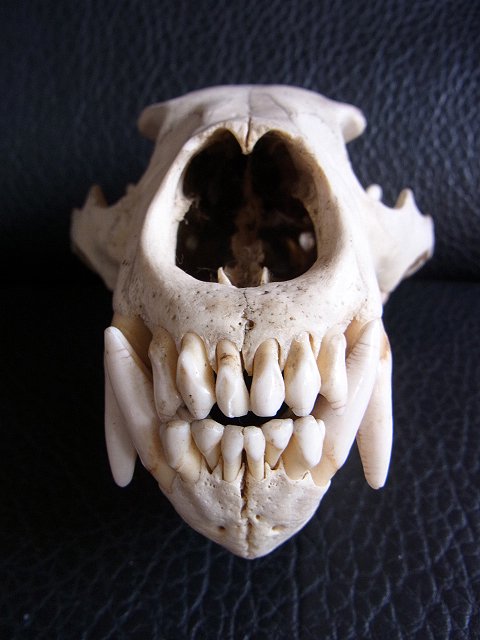 ☆ツキノワグマ 頭骨 頭蓋骨☆ 約20cm-