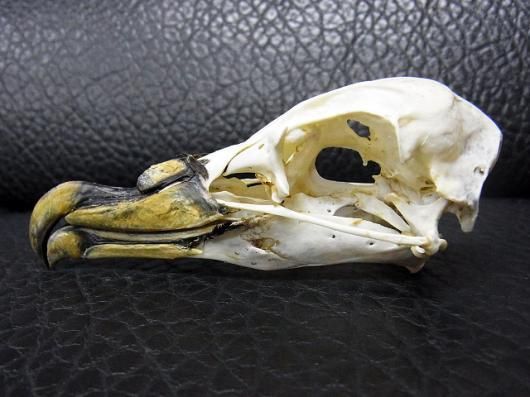 ☆即納☆レア！高品質 キバノロ （オス）頭骨 A - 頭骨・骨格