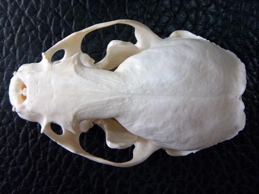即納☆高品質☆アラスカ便 カワウソの頭骨B - 頭骨・骨格標本・剥製