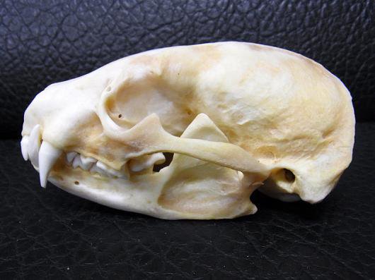 ヨーロッパ アナグマ（老成個体）♂ 頭骨　※ペニスボーン付