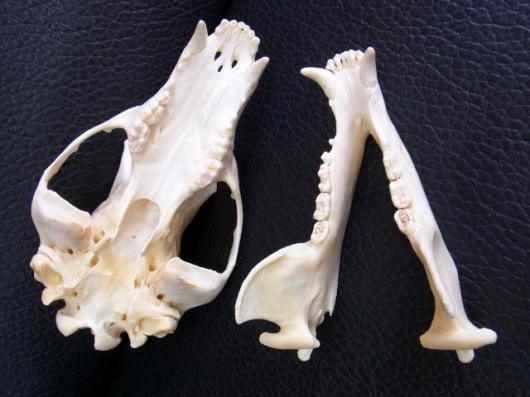 美！29cm！アメリカクロクマ 頭骨 B