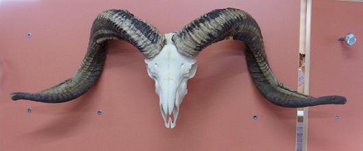 即納 77ｃｍ チベット山羊 頭骨b 頭骨 骨格標本 剥製販売 Core Box