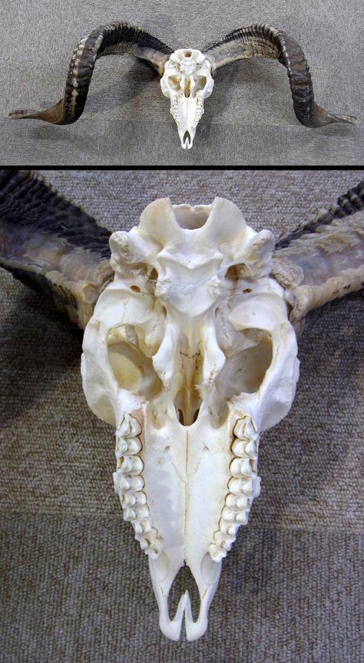 ヤギ 頭骨標本 - www.muniloslagos.cl
