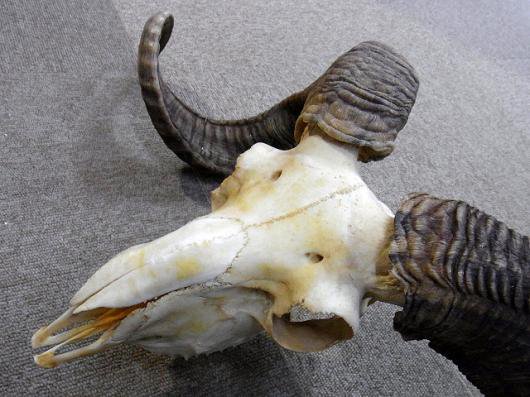 即納 くるくる巻角 63ｃｍ チベット山羊 頭骨a 頭骨 骨格標本 剥製販売 Core Box