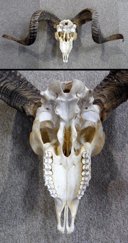 即納 くるくる巻角 63ｃｍ チベット山羊 頭骨a 頭骨 骨格標本 剥製販売 Core Box