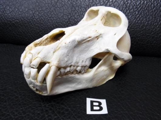 即納☆チャクマヒヒ（オス） サバンナヒヒ 頭骨 B - 頭骨・骨格標本