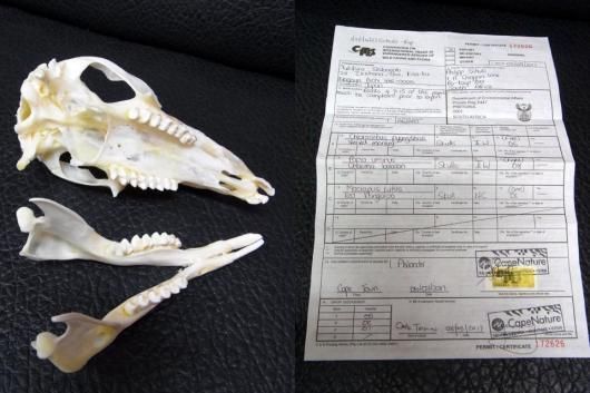 即納☆貴重！ アカカンガルー (Red kangaroo) 頭骨 - 頭骨・骨格標本