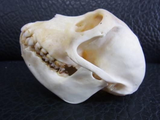 即納☆カニクイザル Crab-eating Macaque 頭骨 A - 頭骨・骨格