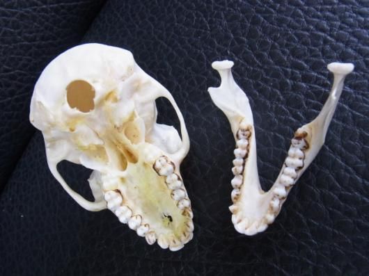 即納☆カニクイザル Crab-eating Macaque 頭骨 A - 頭骨・骨格