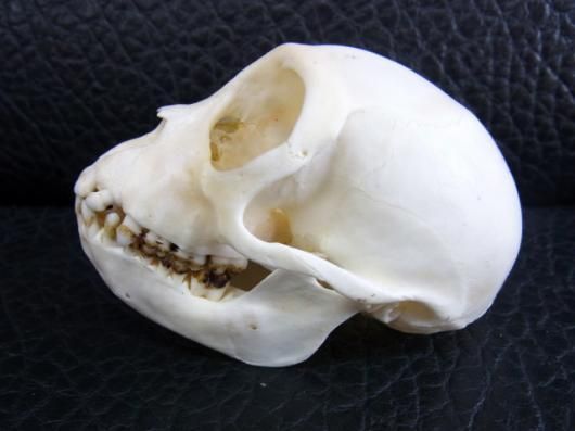 カニクイザル（Crab-eating Macaque） ♂頭骨