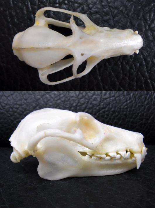 ☆お勧め！☆ レア！☆ クロオオコウモリ 頭骨☆ - 頭骨・骨格標本 
