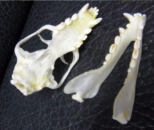 ☆お勧め！☆ レア！☆ クロオオコウモリ 頭骨☆ - 頭骨・骨格