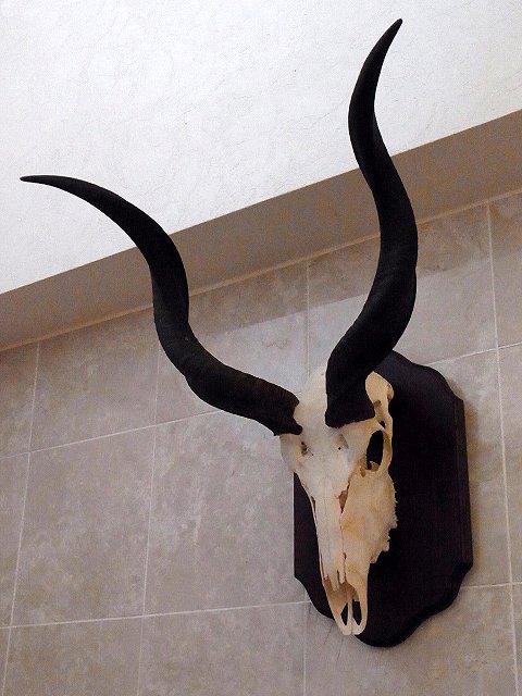 ☆即納☆ 美！ クーズー Greater kudu スカルホーン 壁掛 台座付 