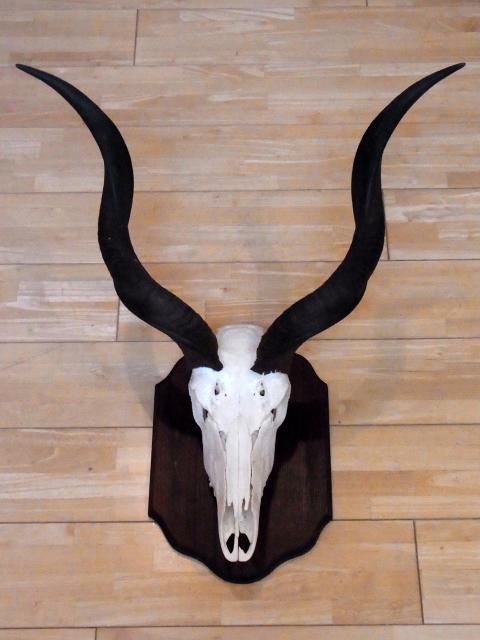 南アフリカ便！ XL サイズ！ クーズー スカルホーン　※台座付 ☆即納☆ 美！ クーズー Greater kudu スカルホーン 壁掛 台座付