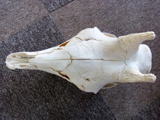 キリン ★ South African Giraffe レッグボーン ☆ 即納 ☆ キリン South African Giraffe 頭骨 68cm E - 頭骨
