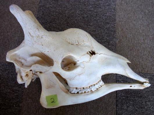 ☆即納☆ キリン ☆ South African Giraffe 頭骨 2☆ - 頭骨・骨格標本 