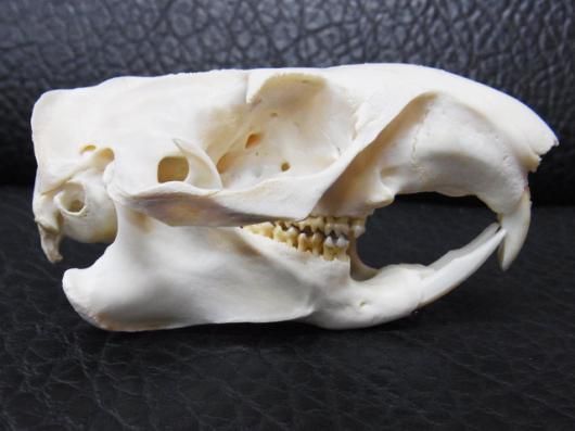☆即納☆高品質！アラスカ便 シラガマーモットの頭骨 - 頭骨・骨格標本