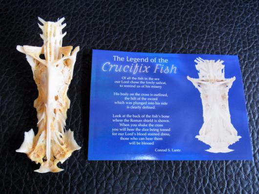 ★珍品！レア！★ 十字架ナマズ　Crucifix Fish ★ - 頭骨・骨格標本・剥製販売　【Core-Box】