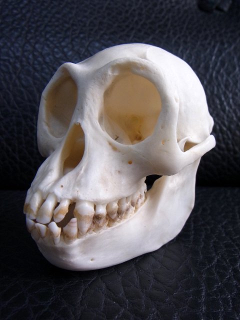 ☆即納☆レア！ ジャワルトン（メス） 頭骨 - 頭骨・骨格標本・剥製 