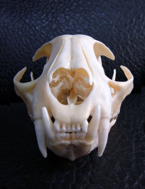 ☆即納☆高品質☆アイダホ ボブキャットの頭骨 A - 頭骨・骨格標本