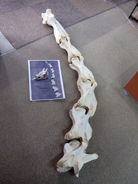 ☆即納☆キリン Giraffe 首の骨（NECK VERTEBRA）頚椎 7点セット