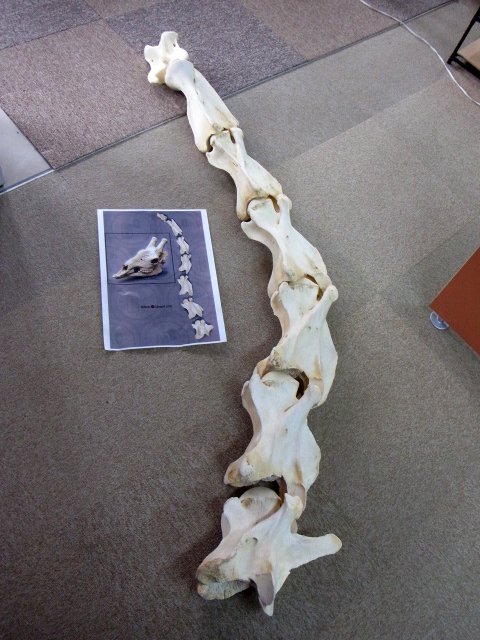 即納 キリン Giraffe 首の骨 Neck Vertebra 頚椎 7点セット 頭骨 骨格標本 剥製販売 Core Box