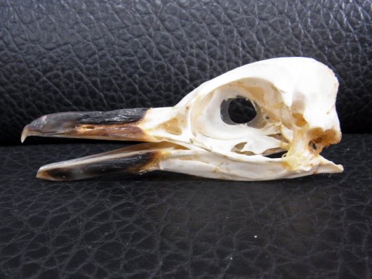 ☆即納☆貴重！マゼランペンギン 頭骨 - 頭骨・骨格標本・剥製販売