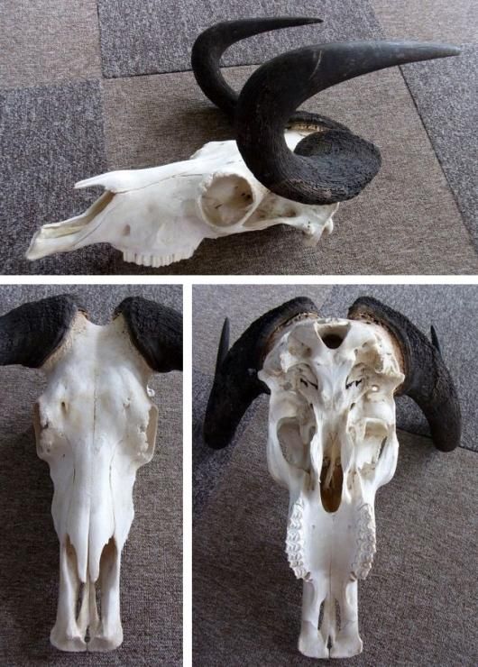 美！ オジロヌー オス スカルホーン - 頭骨・骨格標本・剥製販売 