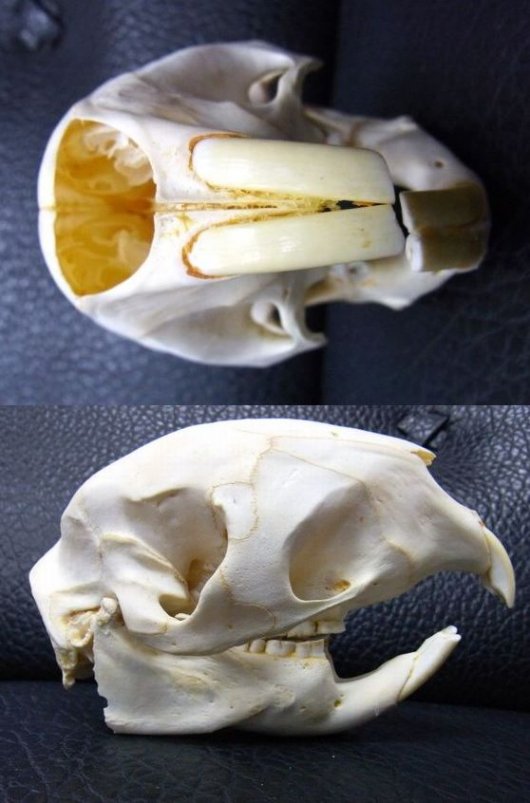 即納☆ケープタテガミヤマアラシの頭骨 - 頭骨・骨格標本・剥製販売